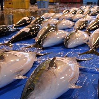 【１月30日更新】天然寒ブリ入荷状況・只今鳥取産10k超級