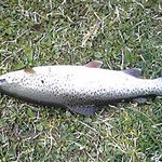 山本養鱒場 - 釣った鱒！！