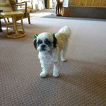 磨洞温泉　涼風荘 - ココちゃん 6歳 雄