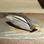 菊鮨 - ◆コハダ（天草）・・どちらかと言うと強めの〆加減ですが、良い味わい。