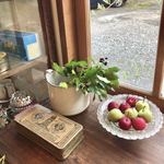 サンセット クッキーズ ジャスミン - 