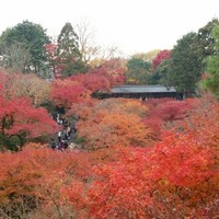 Ristorante 美郷 - 東福寺