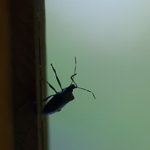 旅舎右馬允 - 窗（まど）の龜蟲（かめむし）