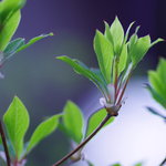 旅舎右馬允 - 庭（には）の木（き）