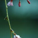 名殘（なごり）の櫻花（さくら）