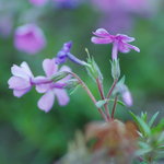 旅舎右馬允 - 艸花（くさばな）