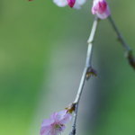 名殘（なごり）の櫻花（さくら）