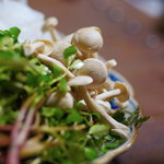 旅舎右馬允 - 平占地（ひらひめぢ）