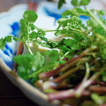 旅舎右馬允 - 野芹（のぜり）