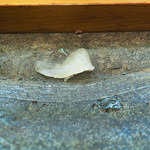 寿司栄 - カワハギ