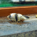 寿司栄 - しんこの握り