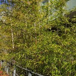 レストラン ヒロミチ - 