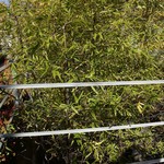 レストラン ヒロミチ - 