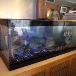 大漁酒場 魚樽本店 - 内観写真:生簀の魚は活造りで！