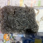 浜野水産 - 生しらす