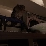 久遠の空 - フクロウ