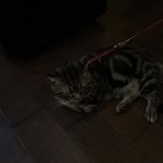 久遠の空 - マンチカン・むーにゃん