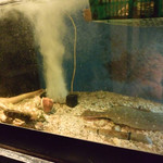 旬肴地酒 寅八 - 水槽で出番を待つ魚介類