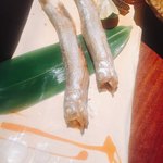 七代目 寅 - 本柳葉魚