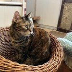 猫まるカフェ - 