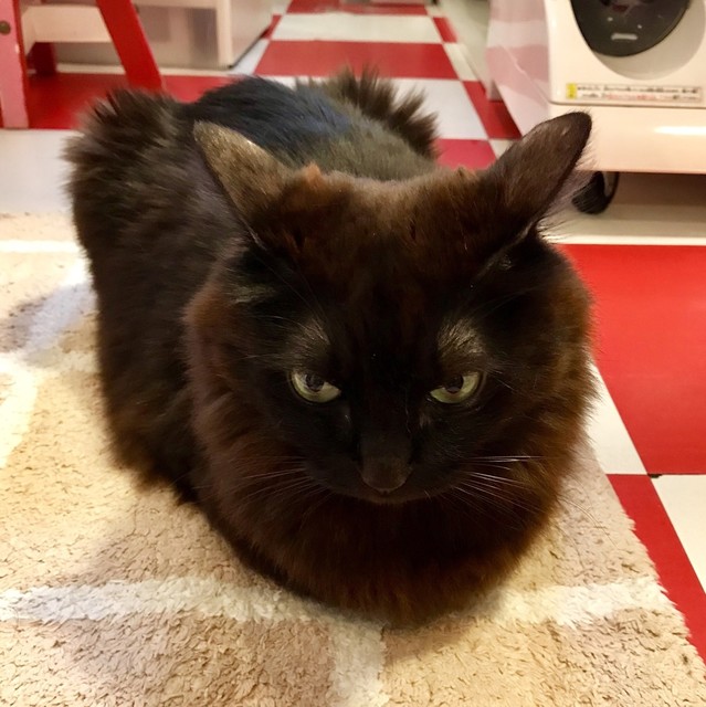 狭くて落ち着かない猫カフェ 猫カフェ4軒目 By ピンクサファイア 猫まるカフェ 上野 その他 食べログ 狭くて落ち着かない猫カフェ 猫カフェ4軒目 By ピンクサファイア 猫まるカフェ 上野 その他 食べログ