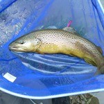 岩魚郷 北条屋敷 - 管理釣り場鹿島槍ガーデンで釣れた岩魚