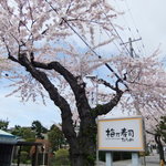 梅乃寿司 - 2011/05　さくら通り。満開♪