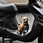 高雄包手 - バイクにワンコが乗っていました。足で挟んで運転してきたのだろうか？？