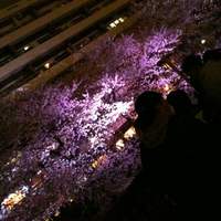 焼鶏あきら 中目黒本店 - 