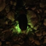 キッチンイナバ - お店の帰りにイリオモテホタルに出会いましたが