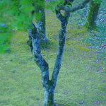 旅舎右馬允 - 庭（には）の木（き）