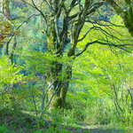 Ryosha Umanojou - 庭（には）の木々（きゞ）