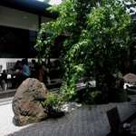 桜珈琲 - 中庭