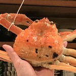 はらまさ - ズワイガニ