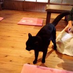 山のごはんよもぎ - 美猫ソウルちゃん(*´艸`*)❤︎
      いきなりすり寄ってきて…犬派なのにノックアウトされちゃいました♡♡