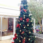 青いナポリ - 青ナポテラスのクリスマスツリー