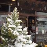 今藤商店 - 天然クリスマスツリー