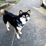 パティスリー アル - なのに外には可愛い柴ちゃん！