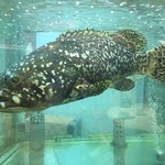 金御海鮮酒家 - 