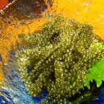 ちゃーりーはうす - 