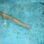 活魚割烹 赤坂 - 