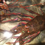 活魚割烹 赤坂 - 