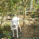 心味 - 元気なワンコだこと