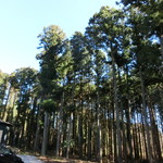 カフェくるりぱん - 庭の松並木