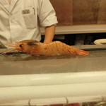 牡丹海老の登場