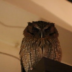 我に何か用かね？by福ちゃん