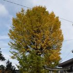 ヨコガワ分店 - 