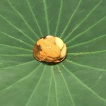 郷土味 かけはし - 赤うにのゼリー寄せ