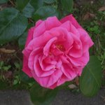 森の邸宅　彩音　- アノン - - 薔薇が咲いていました。