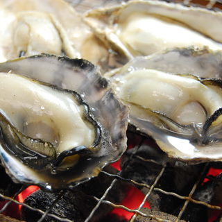 Brand Oyster from Sakoshi, Ako City! Grilled Oyster are the best!